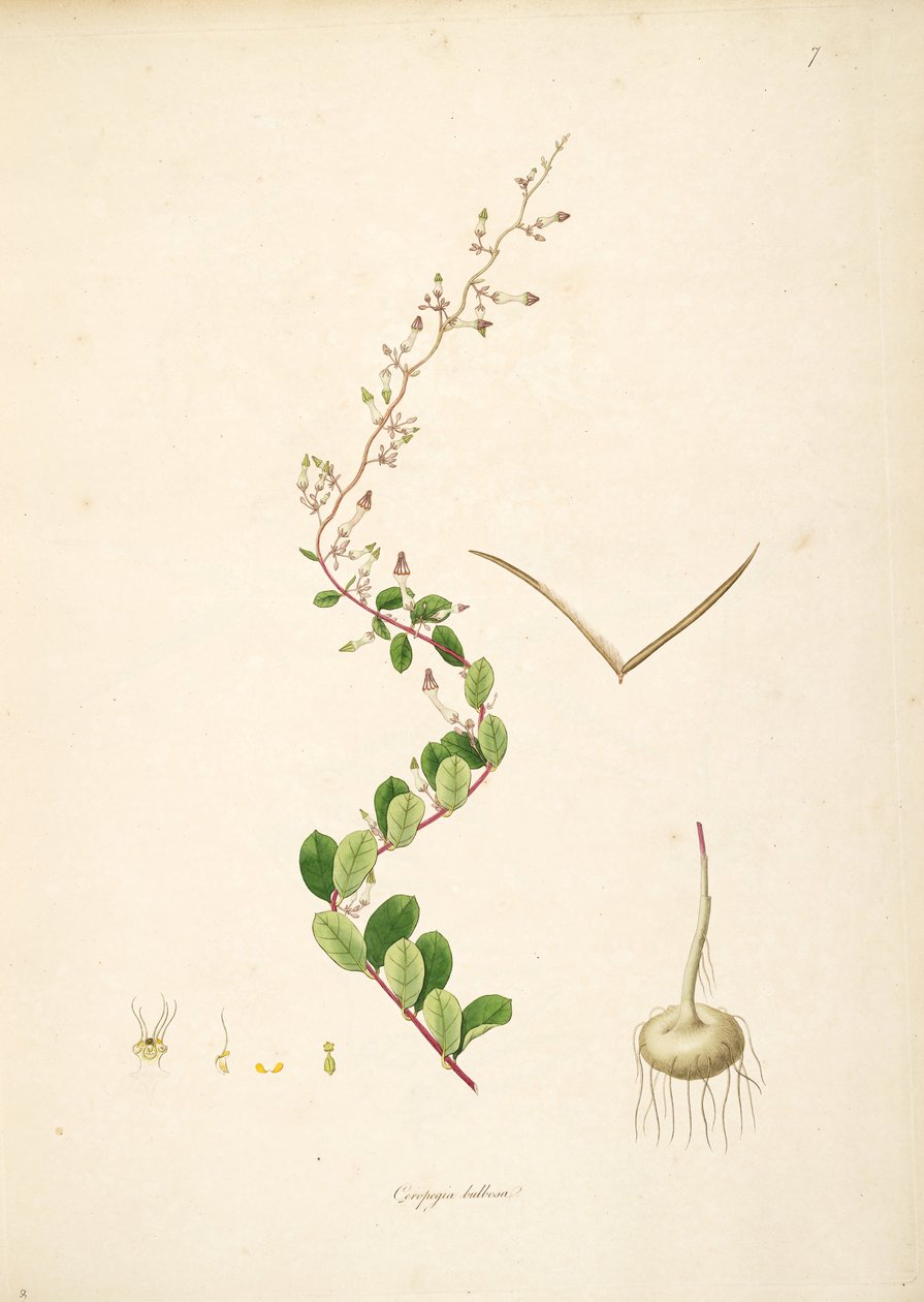 Ceropegia bulbosa, Apocynaceae, Asclepiadoideae illusztrációja alkotó: anonymus