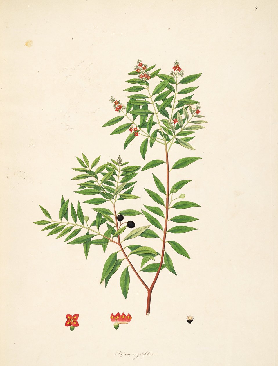 Illusztráció: Sirium myrtifolium (= Santalum album), Santalaceae alkotó: anonymus