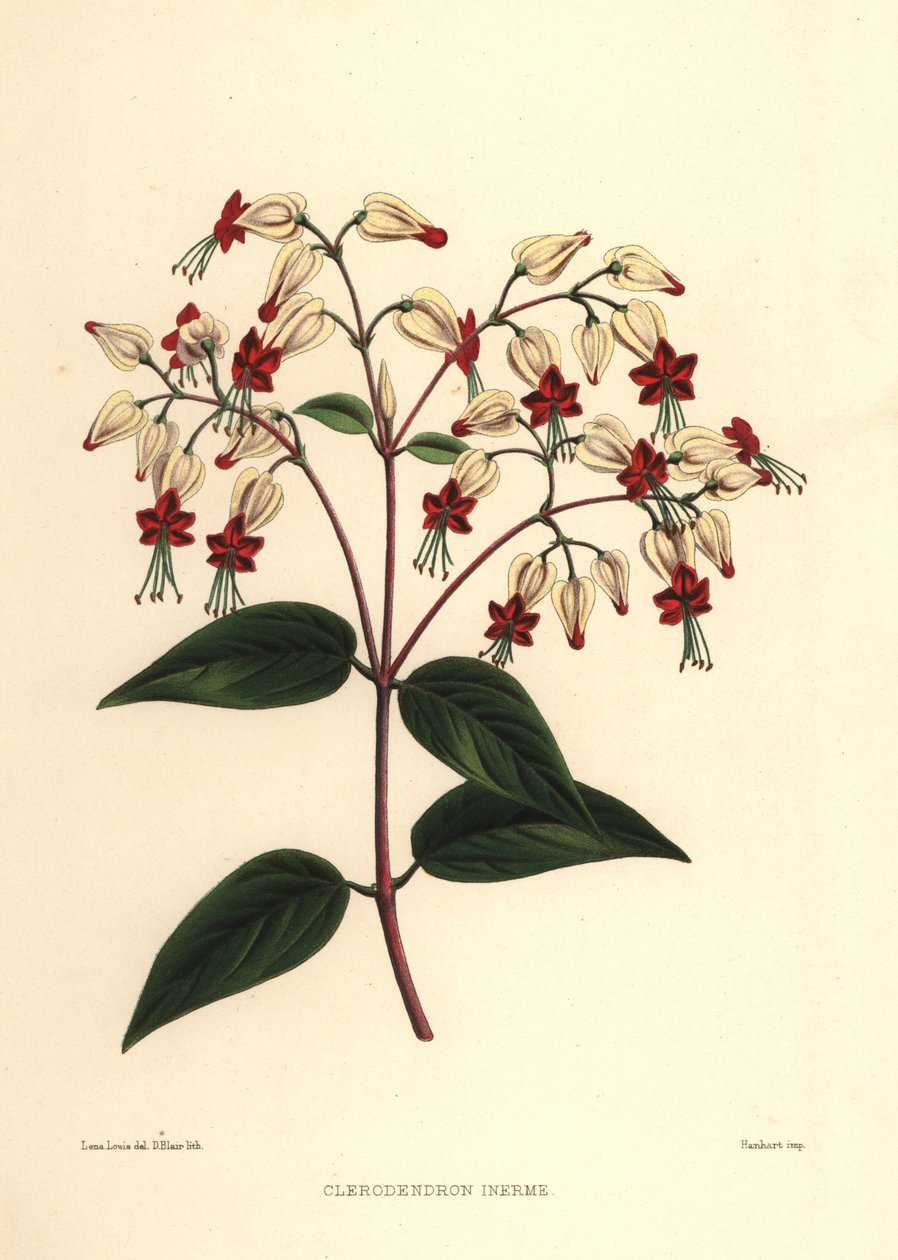 Vérző gyöngyvirág vagy szépségbokor, Clerodendrum thomsoniae (Clerodendron inerme, Clerodendron thomsones) alkotó: Unknown