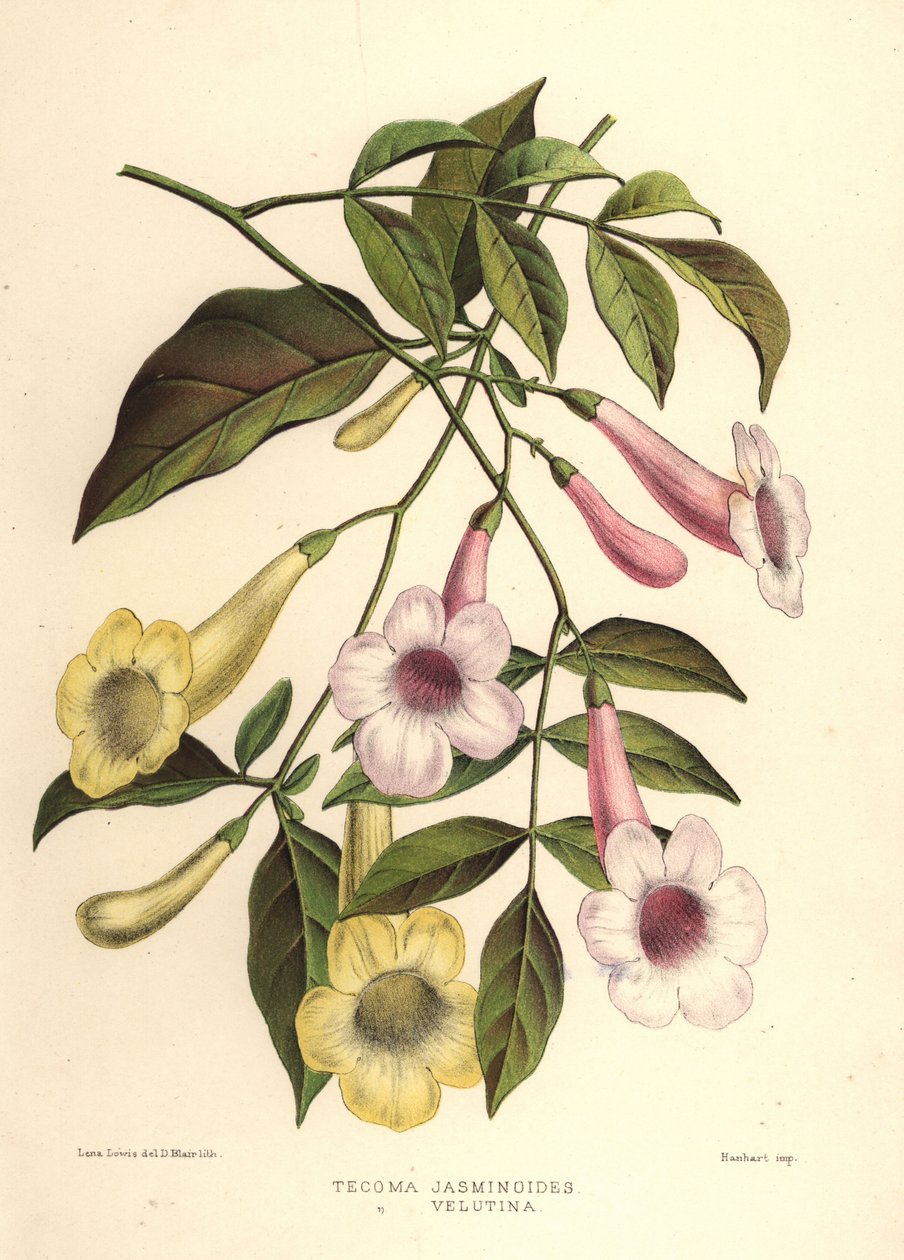A szépség bower, Pandorea jasminoides (Tecoma jasminoides) és sárga trombitabokor, Tecoma stans (Tecoma velutina) alkotó: Unknown