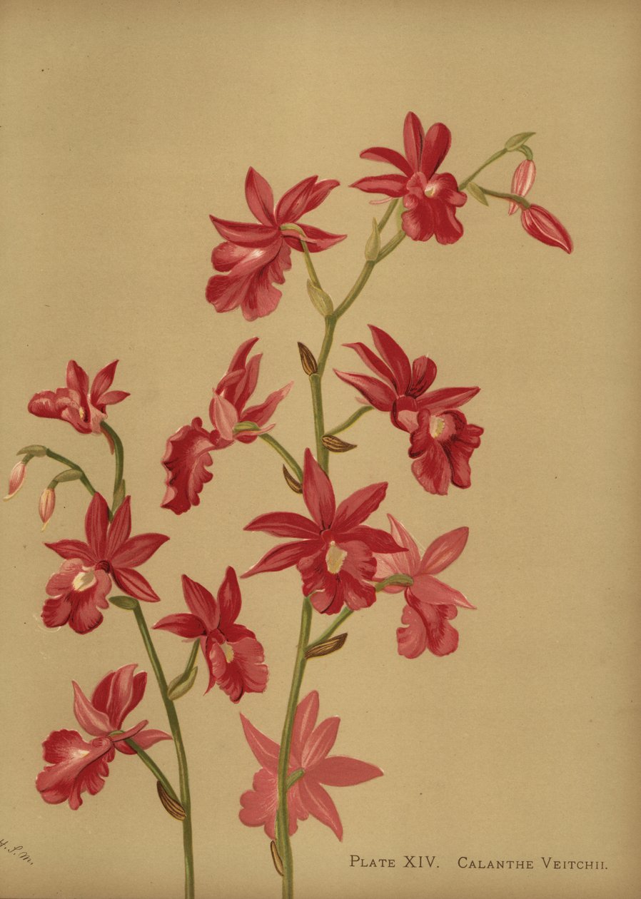 Karácsonyi orchidea hibrid, Calanthe x veitchii alkotó: Unknown