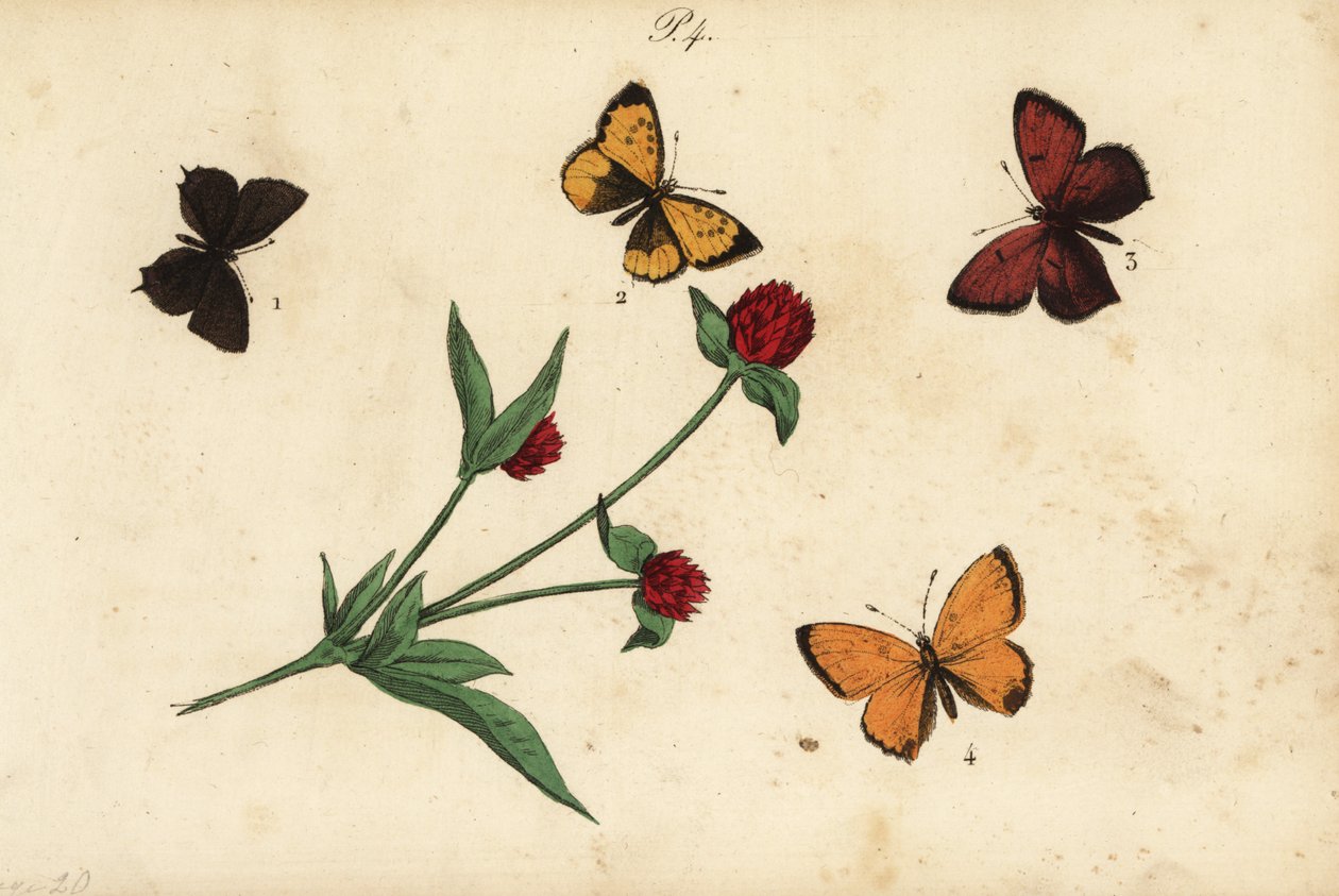 Közönséges akáckék, Polyommatus icarus 1, Provence-i hajszál, Tomares ballus 2, lila szélű réz, Lycaena hippothoe 3 és ritka réz, Lycaena virgaureae 4 alkotó: Unknown