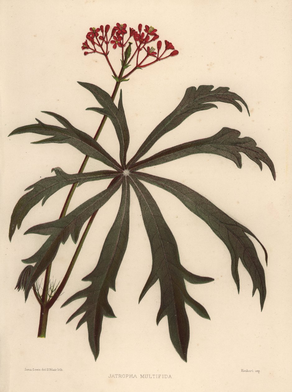Coralbush, Jatropha multifida alkotó: Unknown