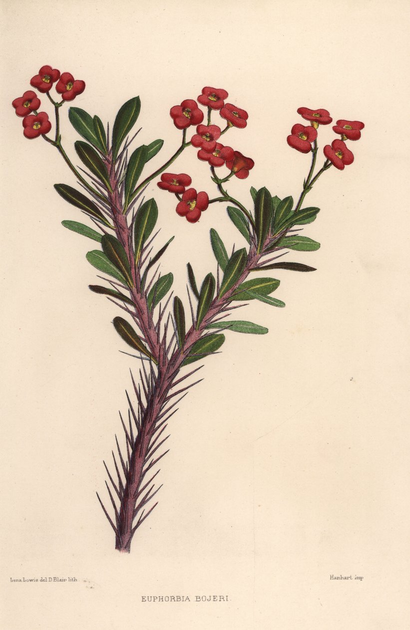 Töviskorona, Euphorbia milii (Euphorbia bojeri) alkotó: Unknown
