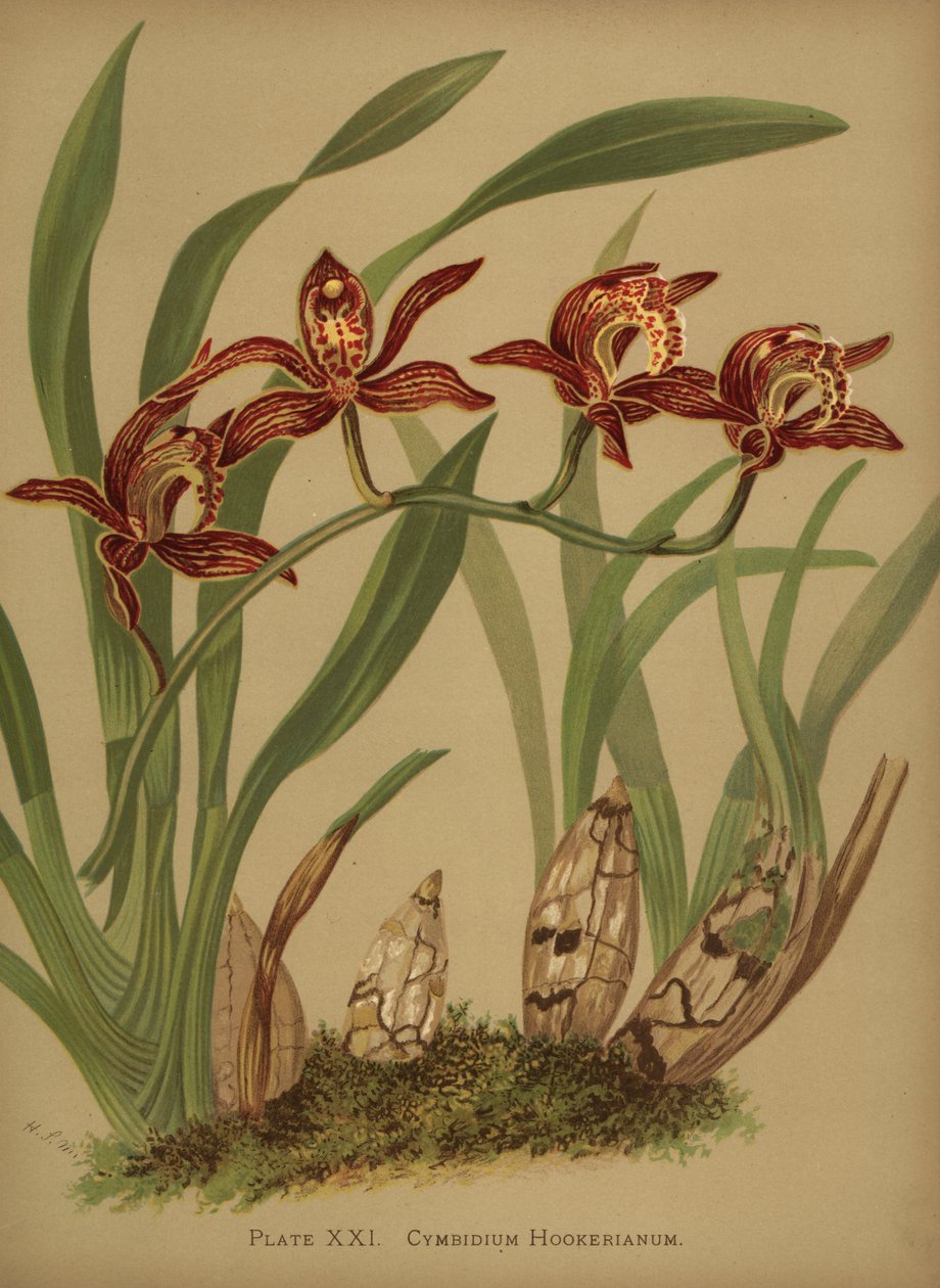 Cymbidium hookerianum orchidea alkotó: Unknown