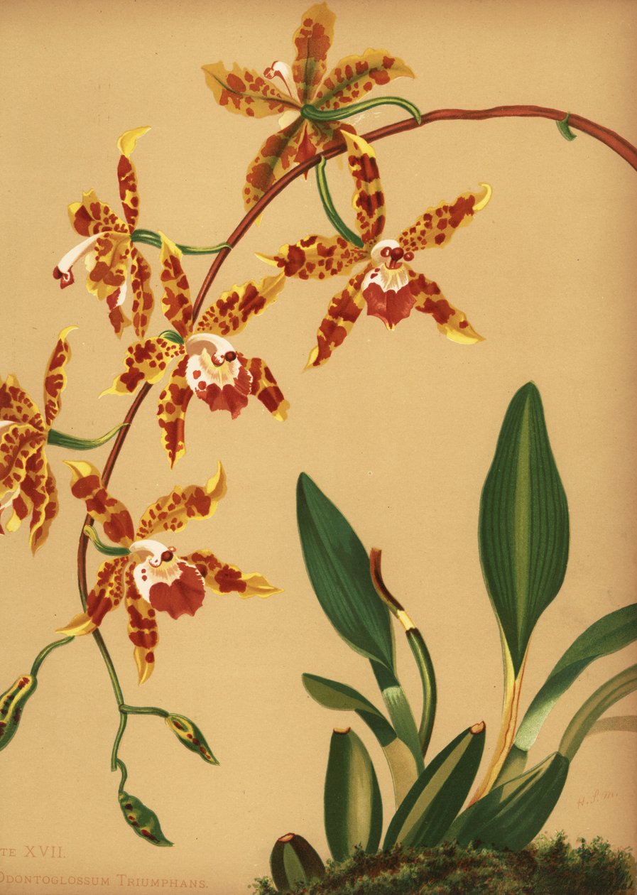 Táncoló női orchidea, Oncidium spectabilis (Odontoglossum triumphans) alkotó: Unknown