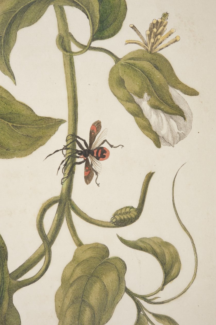 Részlet a Metamorphosis Insectorum Surinamensium XXI. táblájáról, Maria Sibylla Merian, 1705 alkotó: Unknown