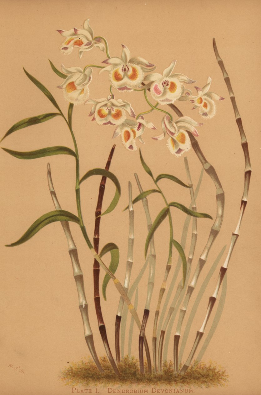 Devons dendrobium orchidea, Dendrobium devonianum alkotó: Unknown