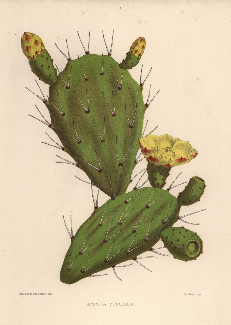Keleti fügekaktusz, Opuntia ficus-indica (Opuntia vulgaris) alkotó: Unknown