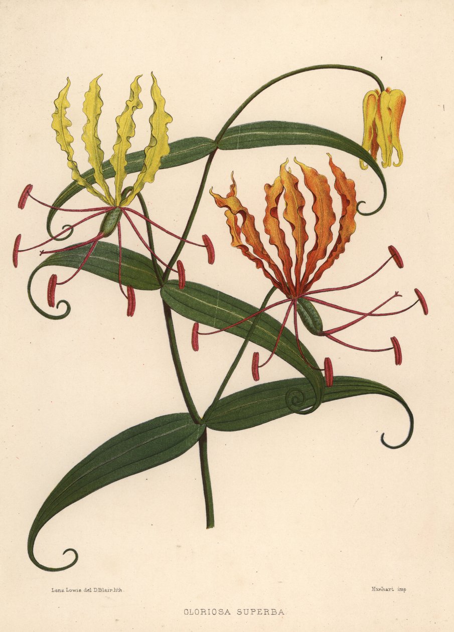 Lángliliom, Gloriosa superba alkotó: Unknown