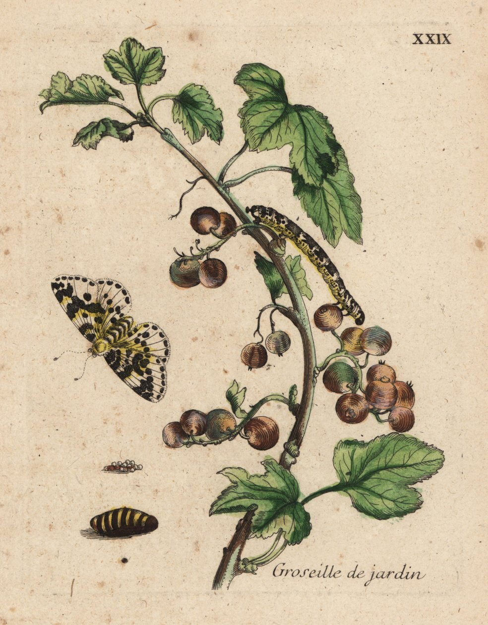 Egres növény, groseille de jardin, Ribes uva-crispa lepkével, hernyóval és bábokkal, XXIX. tábla alkotó: Unknown