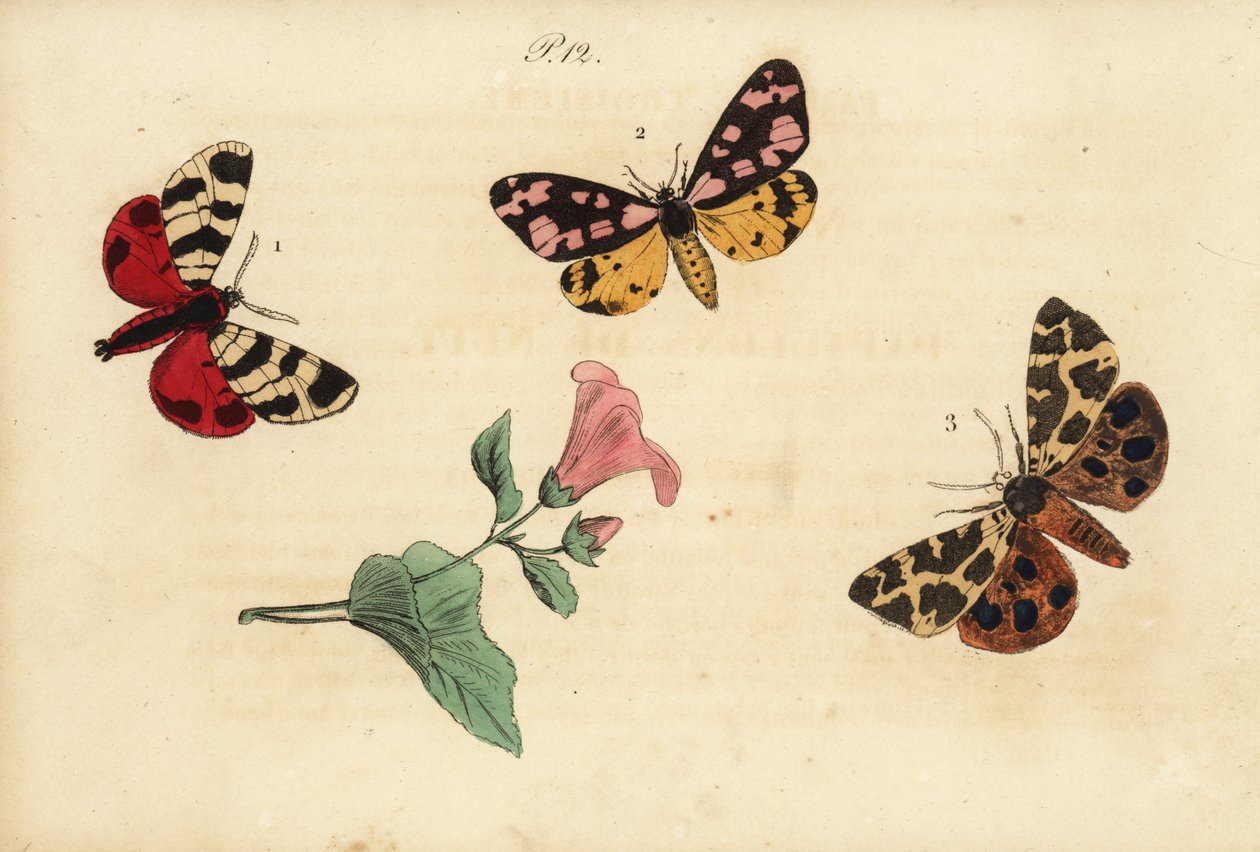 Hebe tigrismoly, Arctia festiva 1, krémfoltos tigris, Epicallia villica 2 és kerti tigrismoly, Arctia caja 3. Ecaille hebe, Ecaille fermiere, Ecaille martre alkotó: Unknown