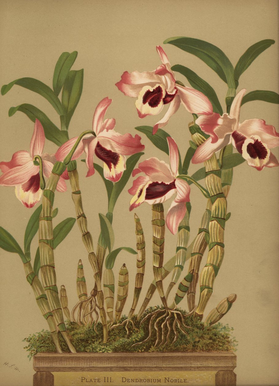 Nemes dendrobium orchidea, Dendrobium nobile alkotó: Unknown