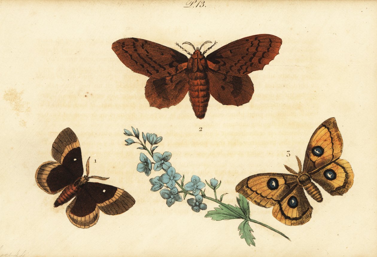 Tölgytojás, Lasiocampa quercus 1, nyárfa lappet, Gastropacha populifolia 2 és Tau császár, Aglia tau 3 alkotó: Unknown