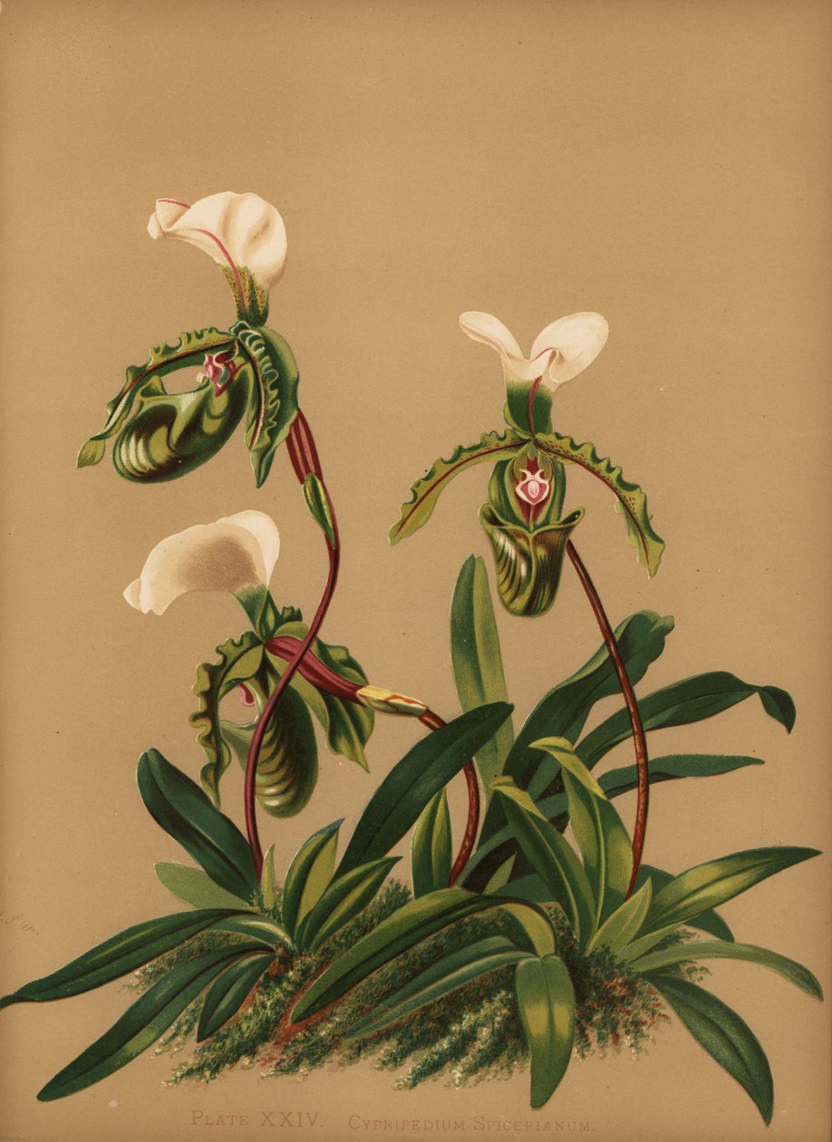 Paphiopedilum spicerianum orchidea (Cypripedium spicerianum) alkotó: Unknown