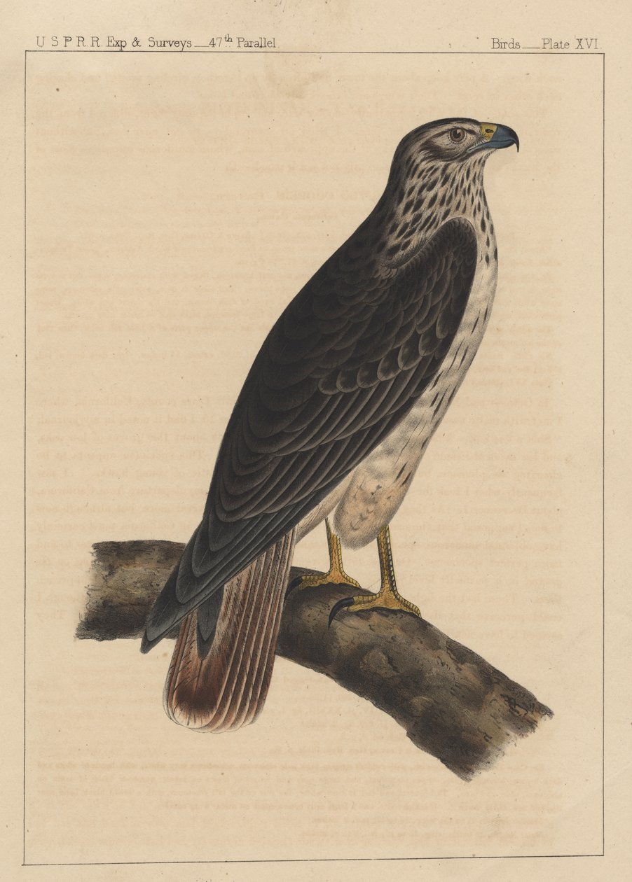 Madarak, XVI. tábla, 1855 alkotó: American School