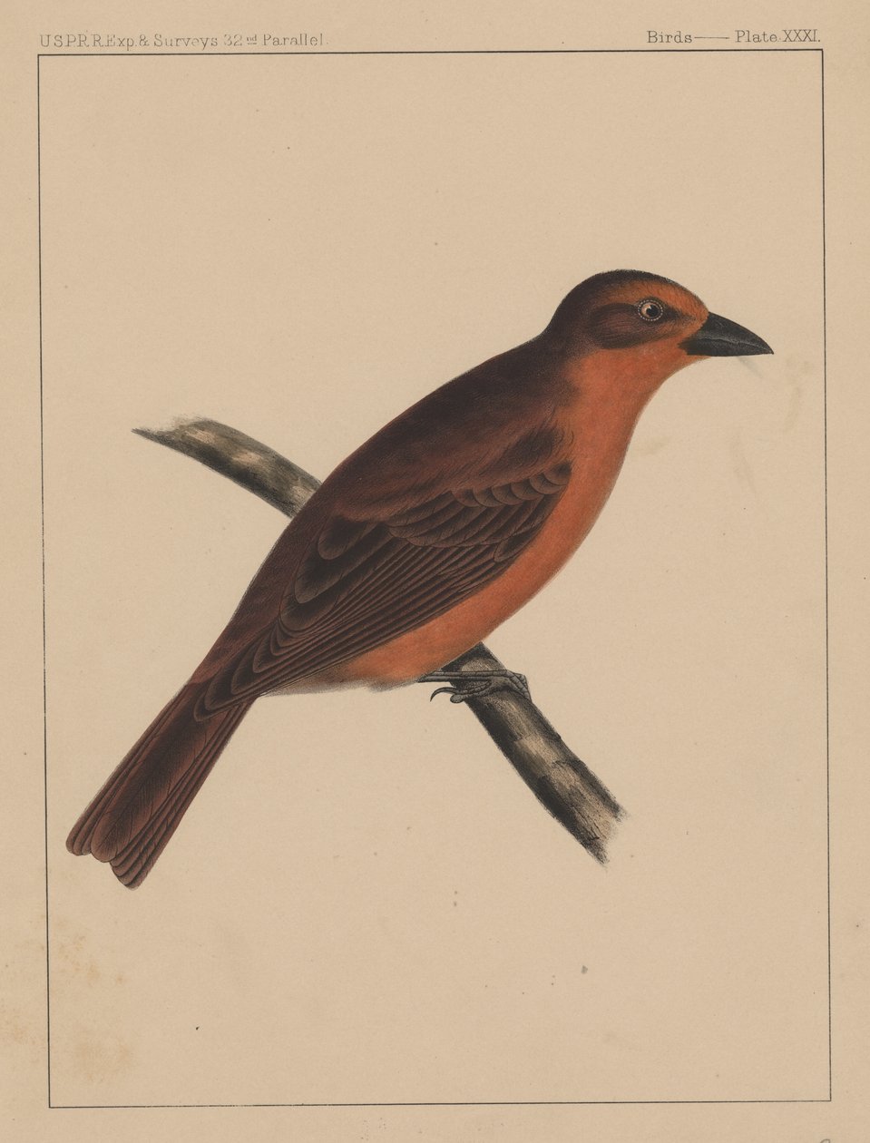 Madarak, XXXI. tábla, 1855 alkotó: American School