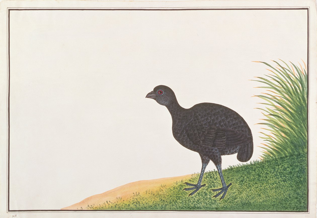 Fekete fogoly, a Drawings of Birds from Malacca, c.1805-1818 (wc papíron) alkotó: Chinese School