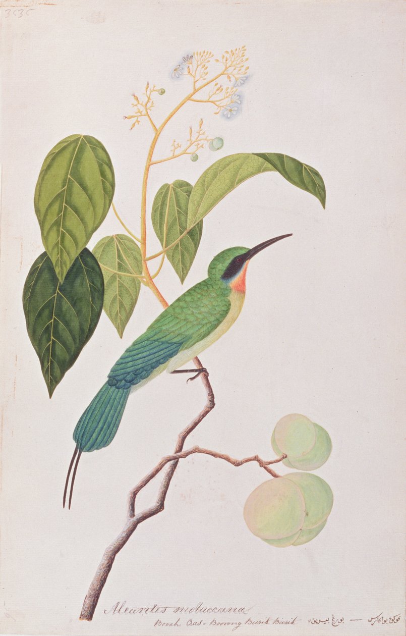 Kékfarkú gyurgyalag, a Malaccai madarak rajzaiból, 1805-1818 körül (wc papíron) alkotó: Chinese School