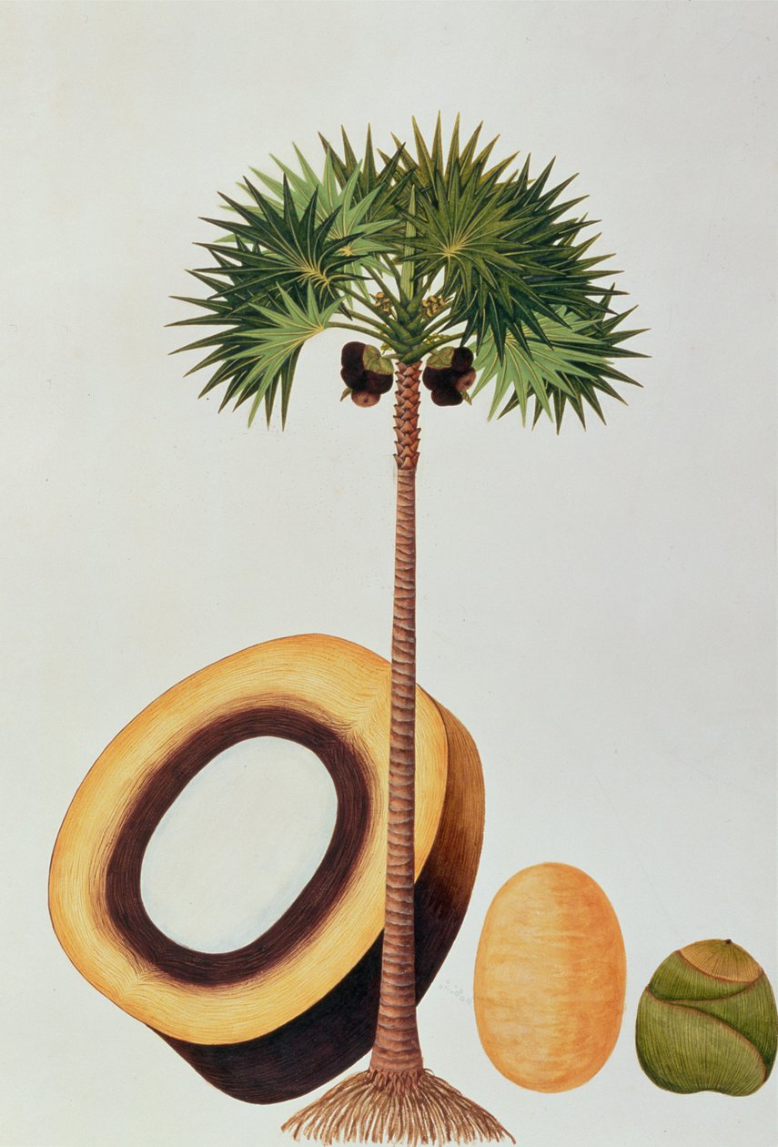 Booah Lontar vagy Palmyra Borassus, a Növényrajzok Malacca-ból, 1805-1818 körül (wc papíron) alkotó: Chinese School