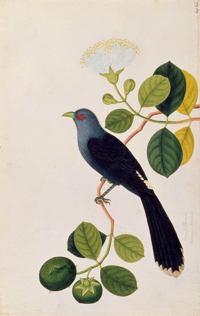 Booah Piedada, Boorong Boobote, Drawings of Birds from Malacca, 1805-1818 körül (wc papíron) alkotó: Chinese School