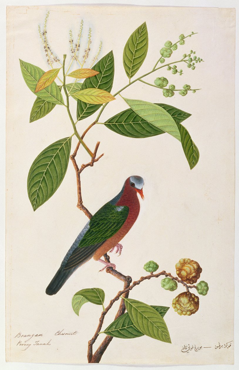 Brangan Chestnut, Pooney Tanah, a Drawings of Birds from Malacca, 1805-1818 körül (wc papíron) alkotó: Chinese School