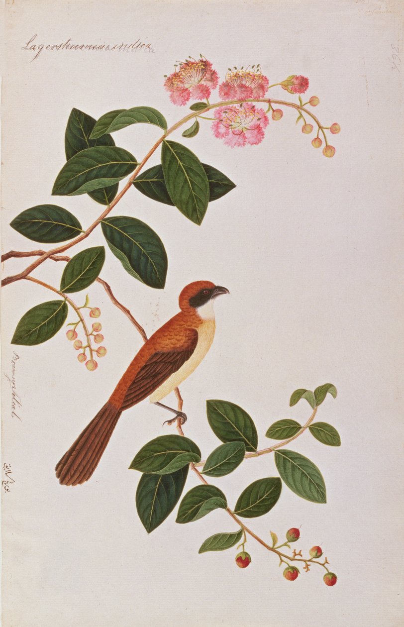 Brown Shrike, a Drawings of Birds from Malacca, 1805-1818 körül (wc papíron) alkotó: Chinese School