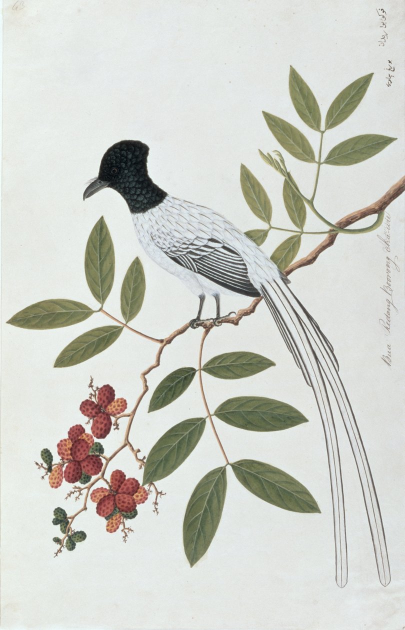 Bua Redang Boorong cha-wie, a Drawings of Birds from Malacca, 1805-1818 körül (wc papíron) alkotó: Chinese School