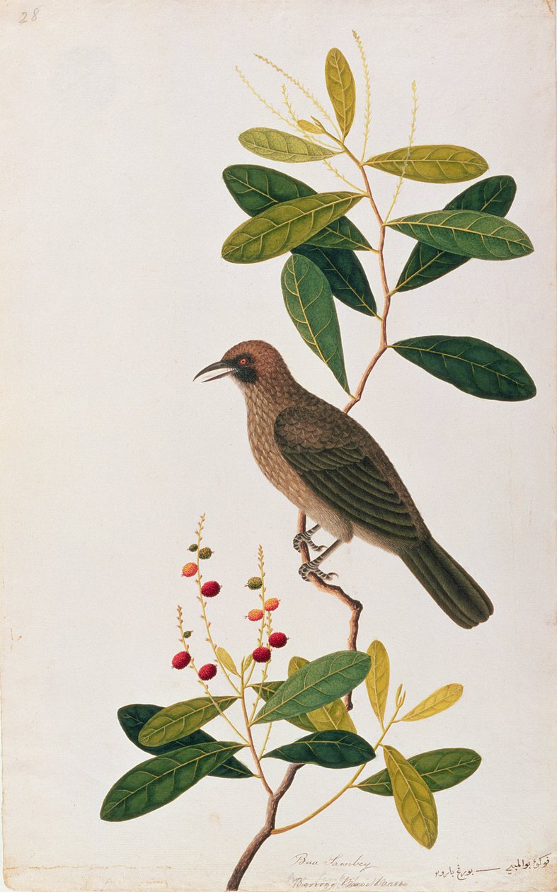 Bua Sambey, Boorong Baroo Baroo, Drawings of Birds from Malacca, 1805-1818 körül (wc papíron) alkotó: Chinese School