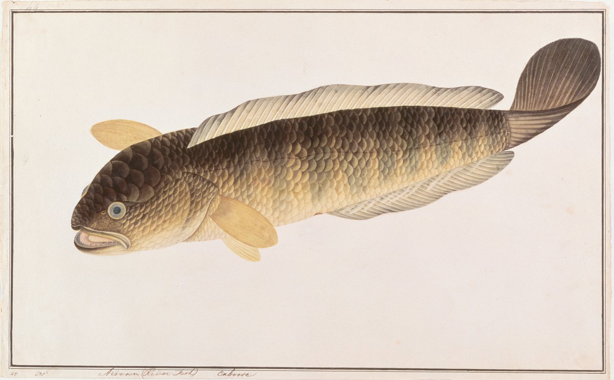 Közönséges kígyófej, a Drawings of Fishes from Malacca, 1805-1818 körül (wc papíron) alkotó: Chinese School