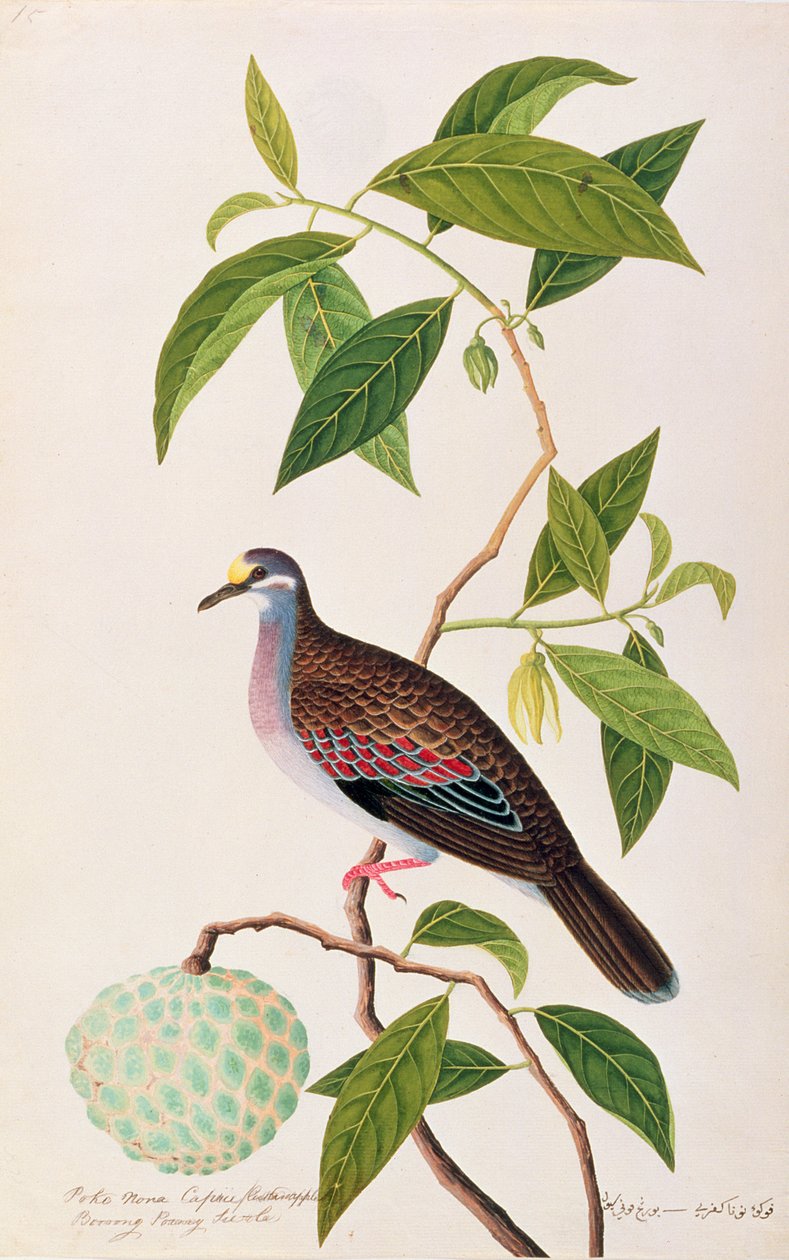Custard Apple, Poke Nona Caprie Boorong Pooney Sieole-lal, a Drawings of Birds from Malacca, 1805-1818 körül (wc papíron) alkotó: Chinese School