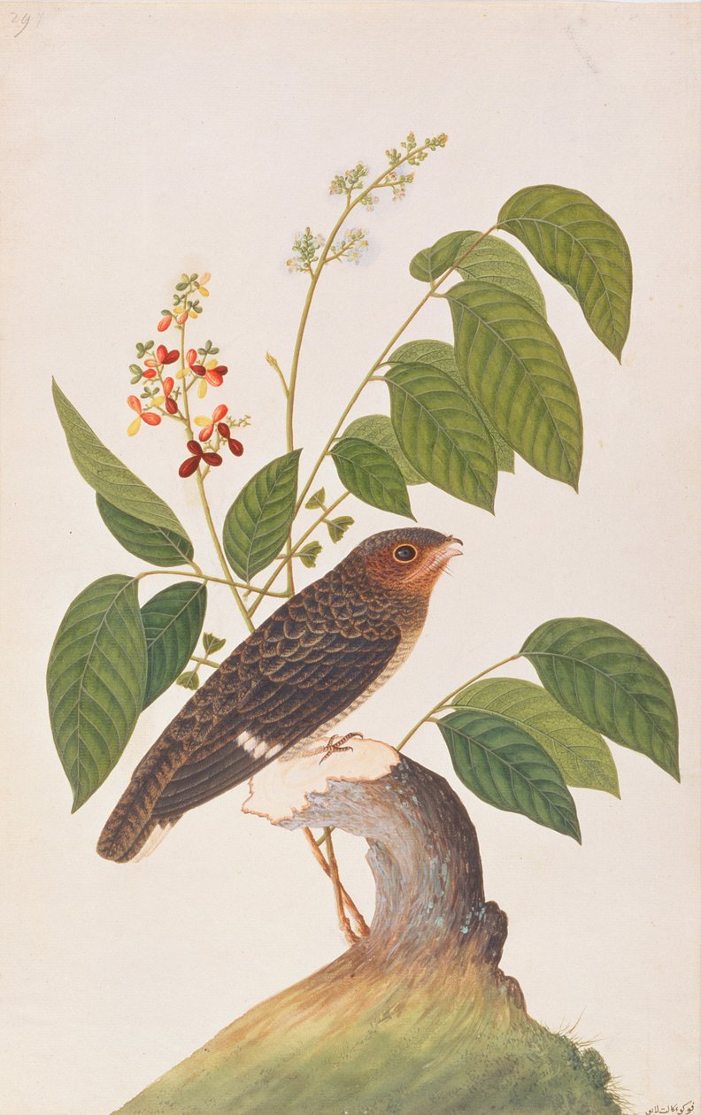 Dusky Broadbill, a Drawings of Birds from Malacca, 1805-1818 körül (wc papíron) alkotó: Chinese School