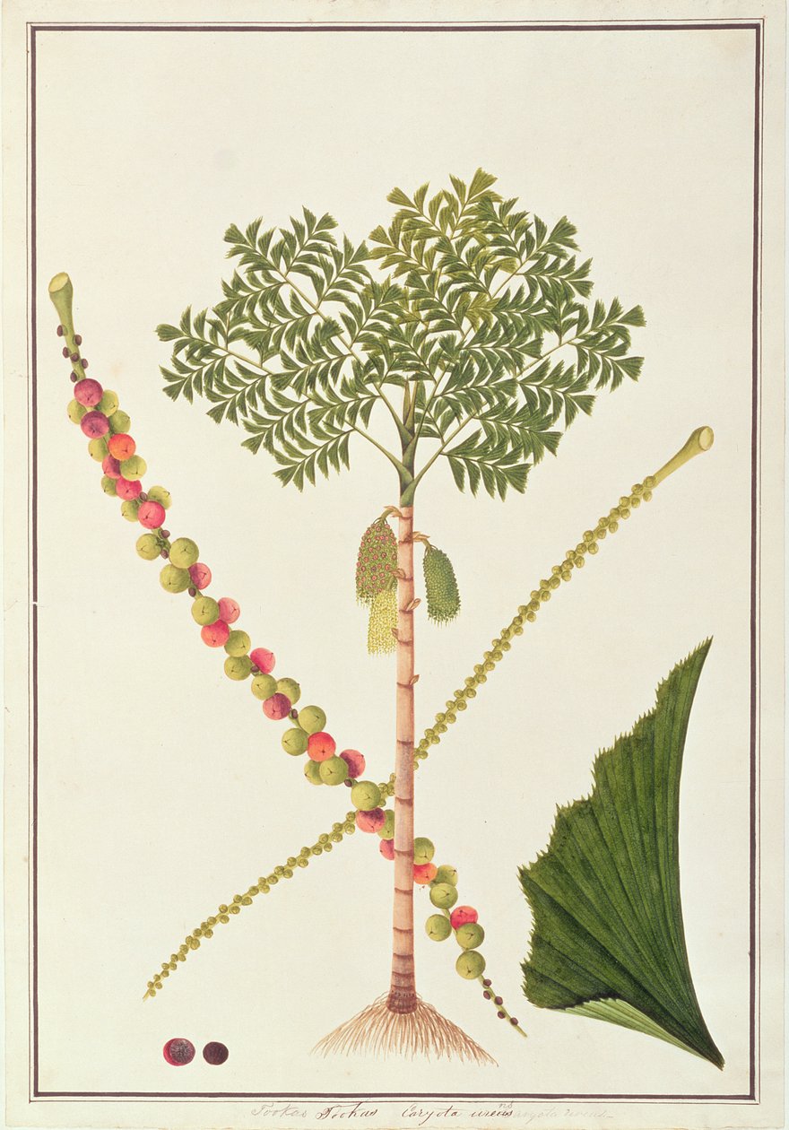 Fishtail Palm, Malacca növényrajzaiból, 1805-1818 körül (wc papíron) alkotó: Chinese School