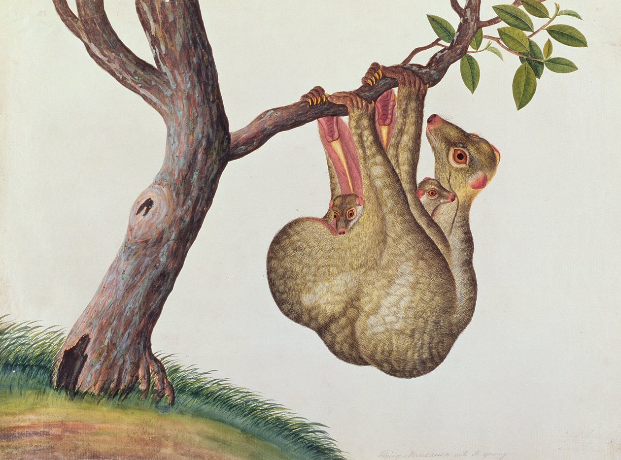Repülő Maucauco fiókáival, a Rajzok: Animák, rovarok és hüllők Malaccából, 1805-1818 körül (wc és gouache papíron) alkotó: Chinese School