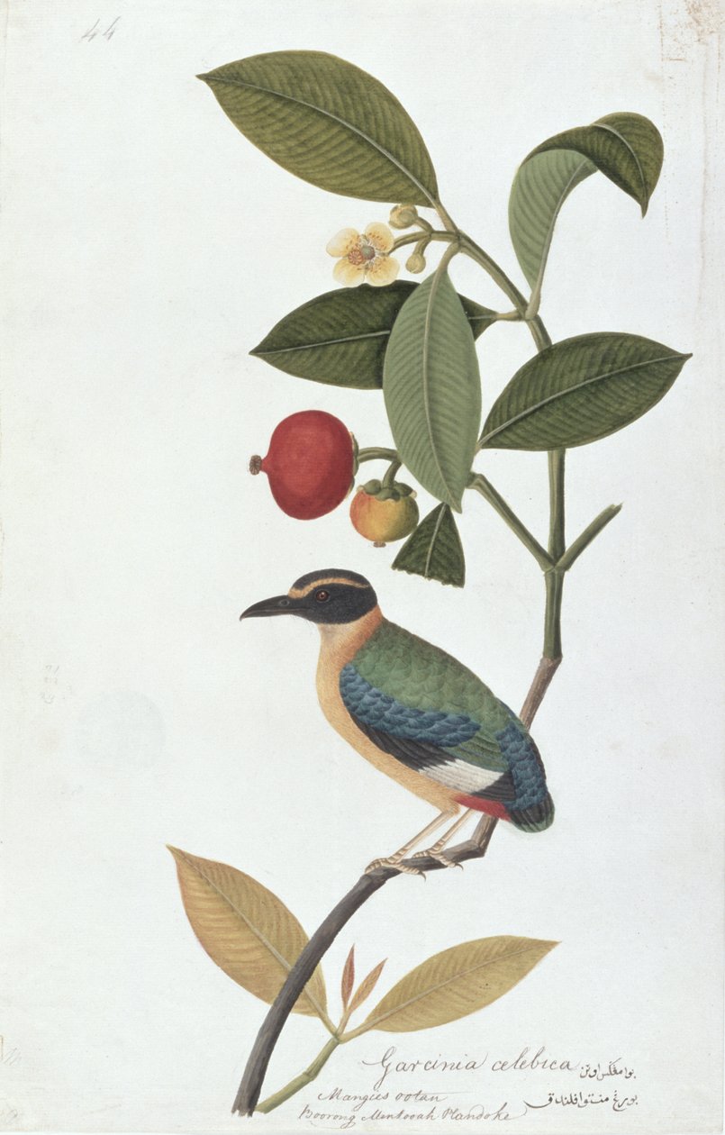 Garcinia celebica, Mangies ootan, Bourong Mentooah Plandoka, Drawings of Birds from Malacca, 1805-1818 körül (wc papíron) alkotó: Chinese School