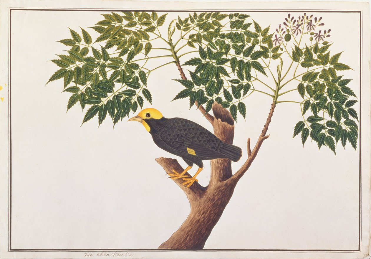 Aranytarajos Myna, a Madarak rajzaiból, 1805-1818 körül (wc papíron) alkotó: Chinese School
