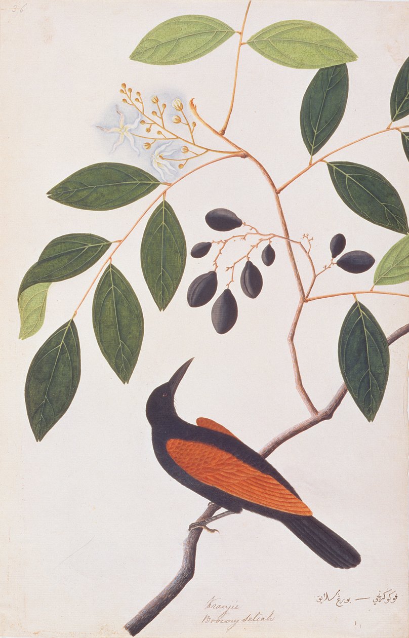 Greater Coucal, a Drawings of Birds from Malacca, 1805-1818 körül (wc papíron) alkotó: Chinese School