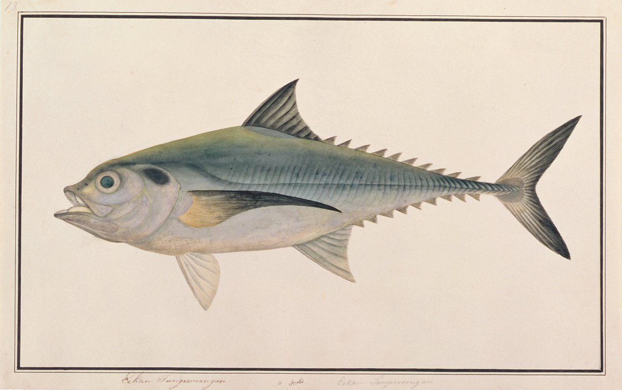 Hardtail Scad, a Drawings of Fishes from Malacca, 1805-1818 körül (wc papíron) alkotó: Chinese School