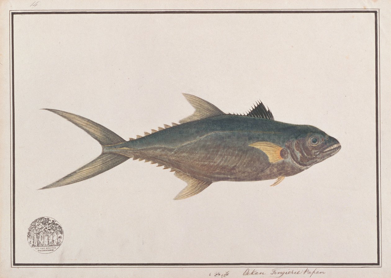 Indo-csendes-óceáni király makréla, a Drawings of Fishes from Malacca, 1805-1818 körül (wc papíron) alkotó: Chinese School