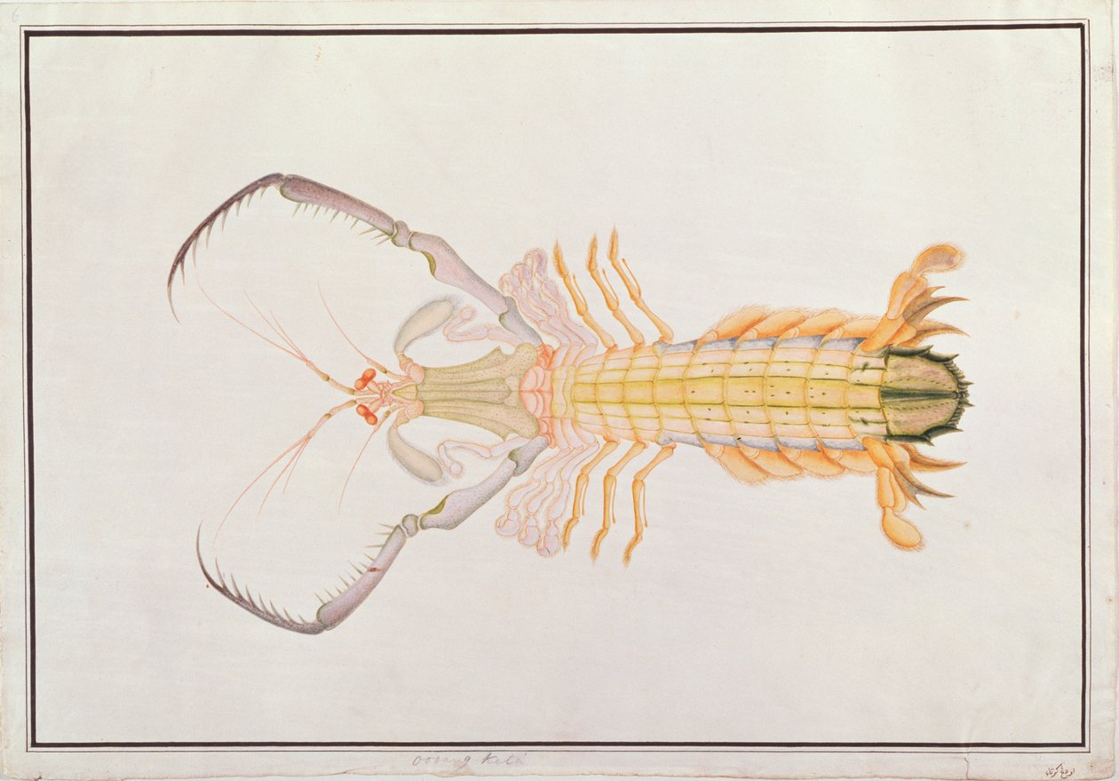 Sáska garnélarák, Rajzok az állatokról, rovarokról és hüllőkről Malacca-ból, 1805-1818 körül (wc és gouache papíron) alkotó: Chinese School