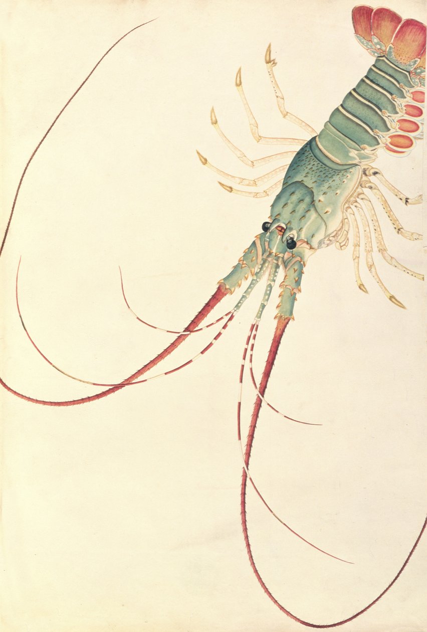 Oodang Katik la-ote, Rajzok állatokról, rovarokról és hüllőkről Malaccából, 1805-1818 körül (wc és gouache papíron) alkotó: Chinese School