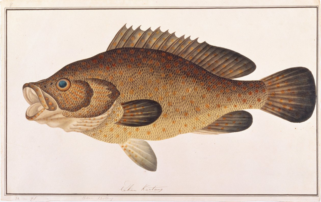 Narancsfoltos csoportosító, a Drawings of Fishes from Malacca, 1805-1818 körül (wc papíron) alkotó: Chinese School