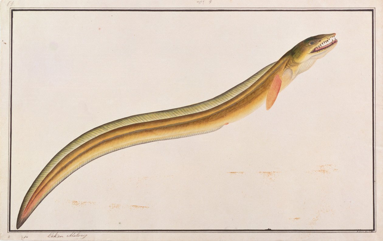 Pike Conger, a Drawings of Fishes from Malacca, 1805-1818 körül (wc papíron) alkotó: Chinese School