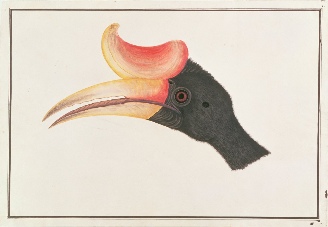 Orrszarvú szarvascsőrű, a Drawings of Birds from Malacca, 1805-1818 körül (wc papíron) alkotó: Chinese School
