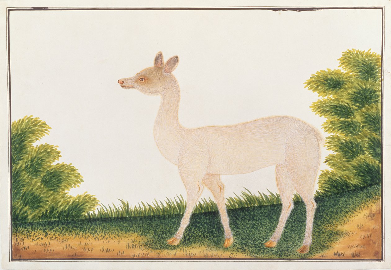 Sambar Deer, Rajzok az állatokról, rovarokról és hüllőkről Malacca-ból, 1805-1818 körül (wc és gouache papíron) alkotó: Chinese School