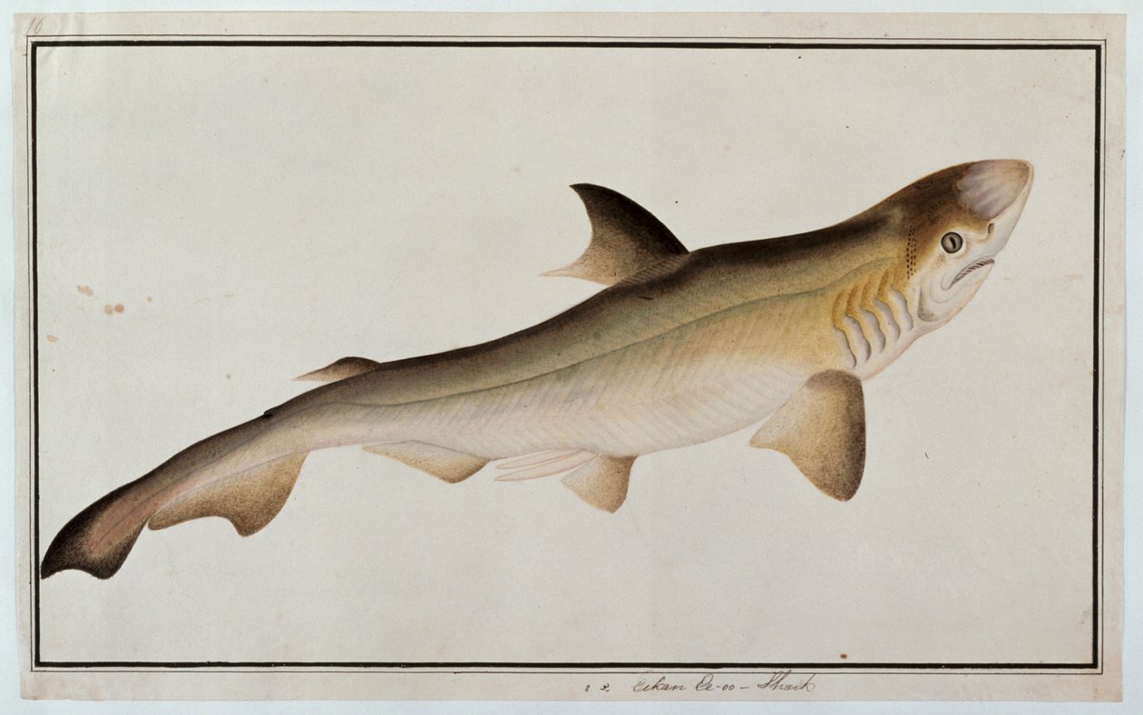 Shark, Eekan Ee-oo, a Drawings of Fishes from Malacca, 1805-1818 körül (wc papíron) alkotó: Chinese School