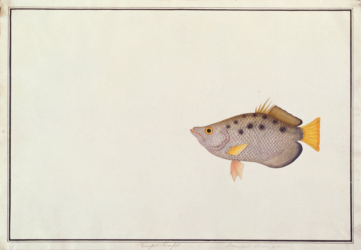 Foltos íjhal, a Malaccai halak rajzaiból, 1805-1818 körül (wc papíron) alkotó: Chinese School