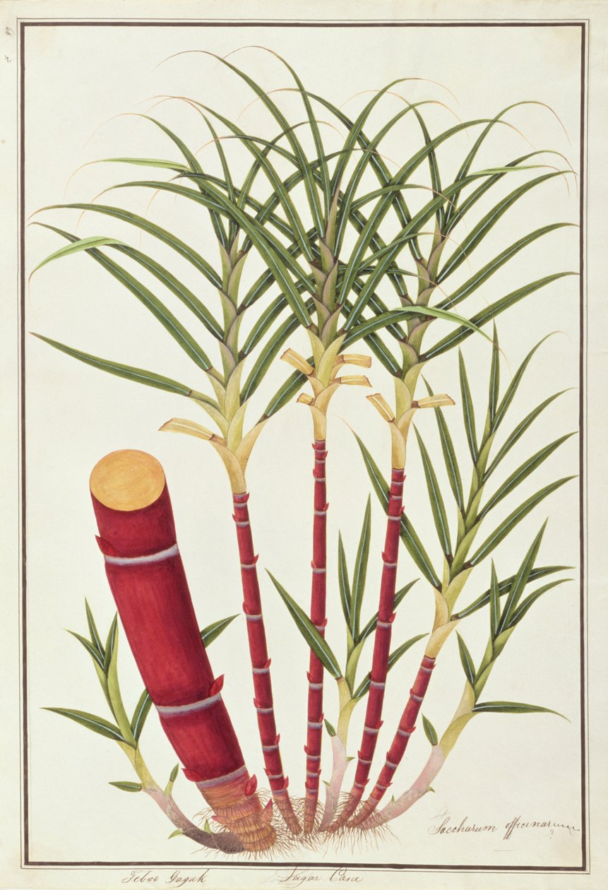 Cukornád, Teboo Gagak, Malacca növényrajzaiból, 1805-1818 körül (wc papíron) alkotó: Chinese School