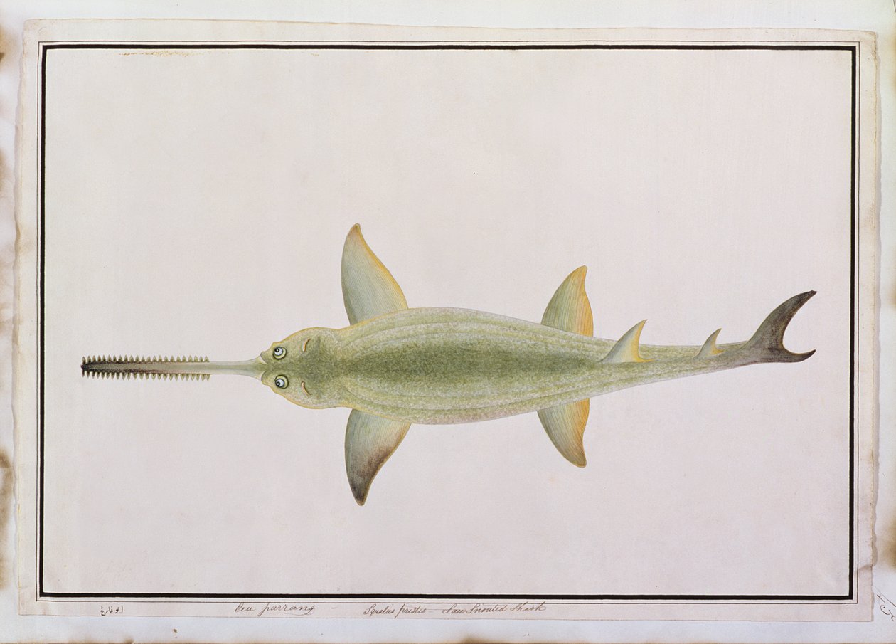 Kardos orrú cápa, Eeu parrang, Squalus poristis, a Drawings of Fishes from Malacca, 1805-1818 körül (wc papíron) alkotó: Chinese School