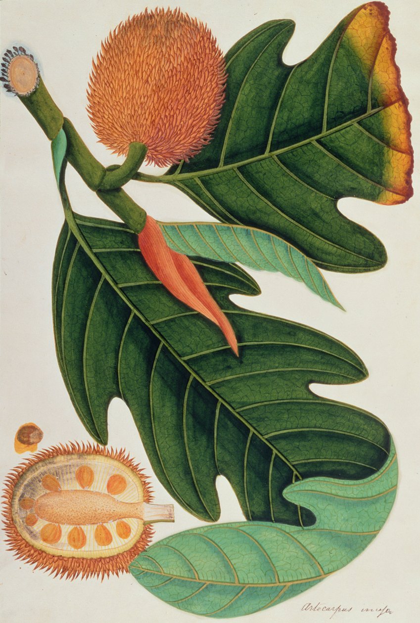 Trab vagy Artocarpus incesses, a Növényrajzok Malacca-ból, 1805-1818 körül (wc papíron) alkotó: Chinese School